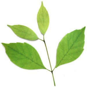 ������ L ����_green